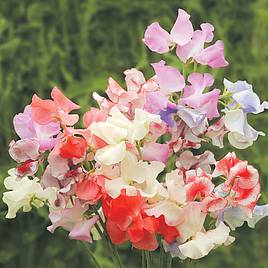 Sweet Pea Seeds - Showbench Mixed