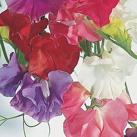 Sweet Pea Seeds - Dobies Giant Waved Mixed