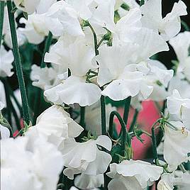 Sweet Pea Seeds - White Leamington