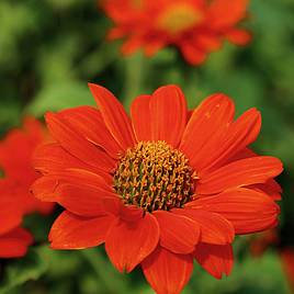 Tithonia Red Torch | Dobies