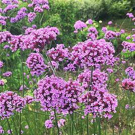 Verbena bonariensis