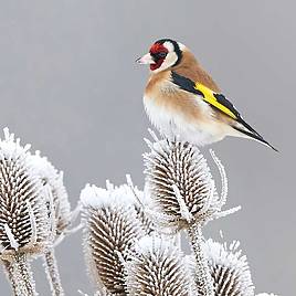 Winter Bird Feeding Mix