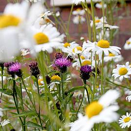 Pretty Perennials Mix