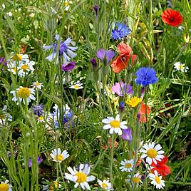 Colourful Annuals Mix