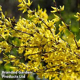 Forsythia intermedia