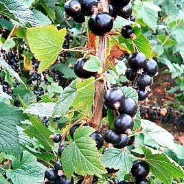 Blackcurrant (Ribes) Big Ben