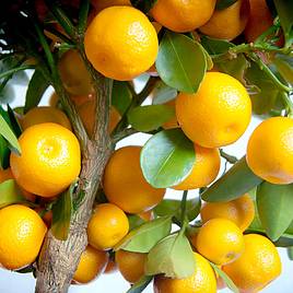 Calamondin Orange (Citrus Fruit)