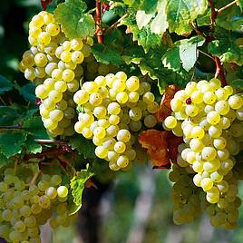 Grape Perlette (Grafted)