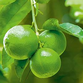 Lime (Citrus Fruit)