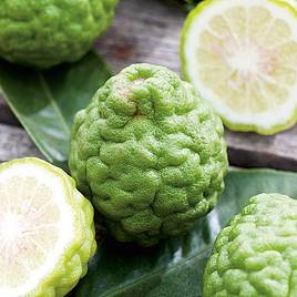 Citrus Plant - Kaffir Lime
