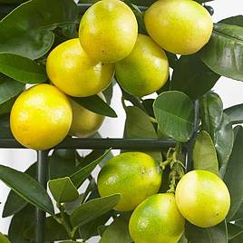 Limequat (Citrus Fruit)