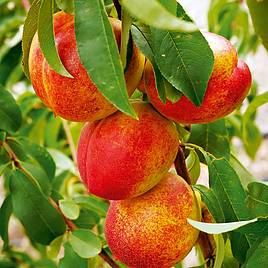 Nectarine Madame Blanchette