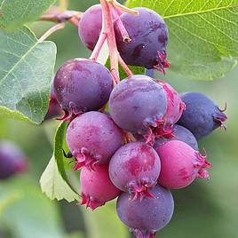 Saskatoon Berry