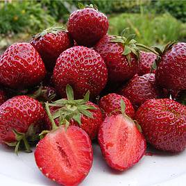 Strawberry Honeoye (Early Season)