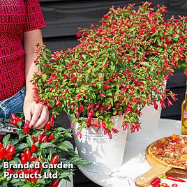 Fuchsia Chilli Red