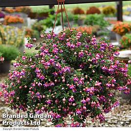 Fuchsia Lionita Double Rose-Blue