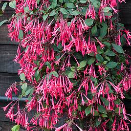 Fuchsia Eruption