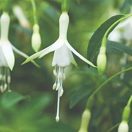 Fuchsia Hawkshead (Hardy)