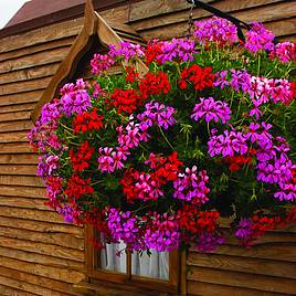 Geranium Balcon Mix