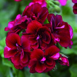 Geranium Grandeur® Ivy Velvet