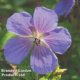 Geranium himalayense