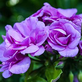 Geranium Blue Sybil