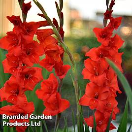 Gladiolus Brown Sugar