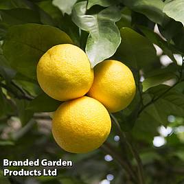 Citrus Plant - Grapefruit
