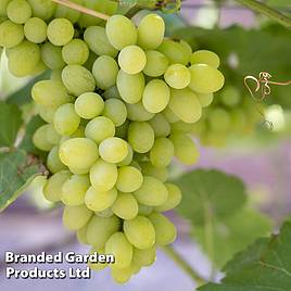 Grape (Vitis) Polo Muscat