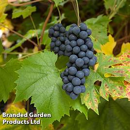 Grape (Vitis) Muscat Bleu