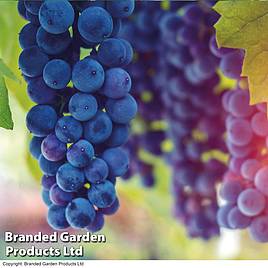 Grape Cabernet