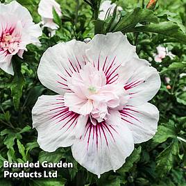 Hibiscus Starburst Chiffon