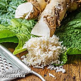 Horseradish Root