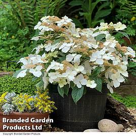 Hydrangea Cloud Nine