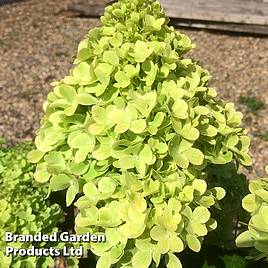 Hydrangea Mojito