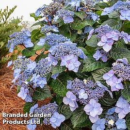 Hydrangea 'Endless Summer® Pop Star®' | Dobies