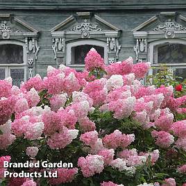 Hydrangea paniculata Vanille Fraise