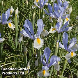 Iris Silvery Beauty