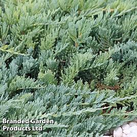 Juniperus horizontalis Blue Chip