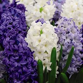 Hyacinth Rhapsody in Blue