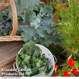 Kale Cottagers Seeds