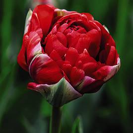 Tulip Boombastic Red