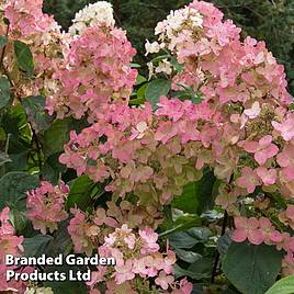 Hydrangea paniculata Pink Diamond