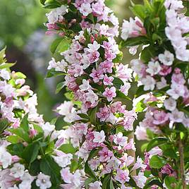 Weigela Towers of Flowers® Apple Blossom