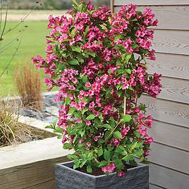 Weigela Towers of Flowers® Cherry