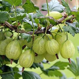 Gooseberry Giggles Green