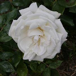 Rose Silver Anniversary (Hybrid Tea Rose)