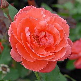 Rose Happy Anniversary (Floribunda Rose)