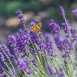Lavandula × intermedia Vera, Dutch lavender