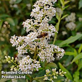 Ligustrum vulgare Liga